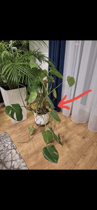 Kwiat doniczkowy  Monstera