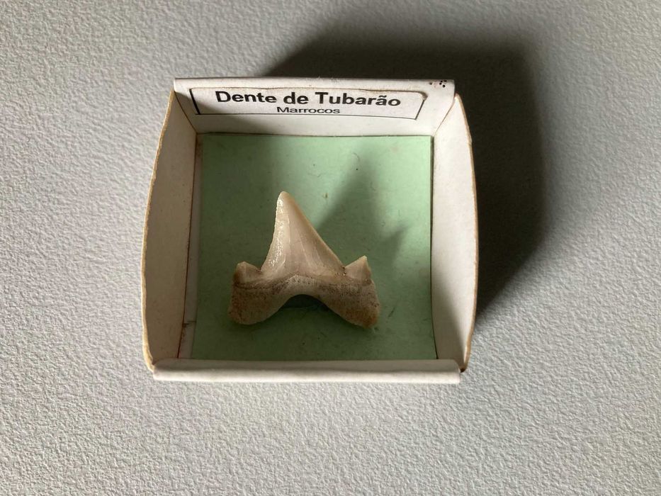 Dente de Tubarão