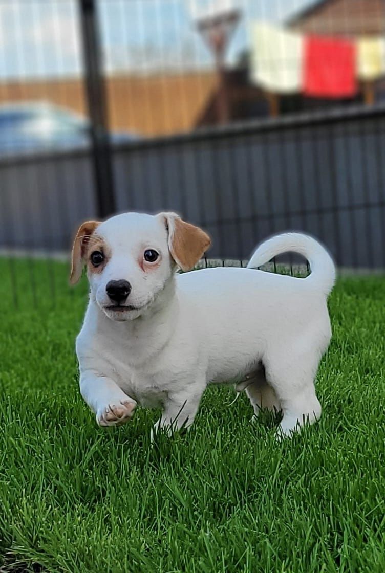 Jack Russell Terrier piesek