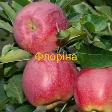 Саженцы плодовых деревьев