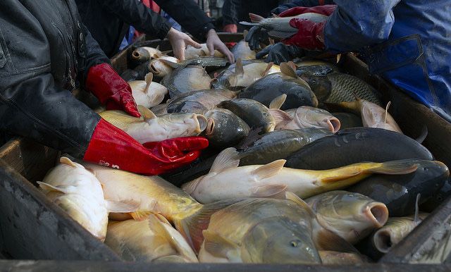 Ryby konsumpcyjne karp, amur, tołpyga, szczupak, sum, karaś i lin