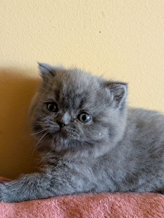 Kotka  Brytyjska Niebieska