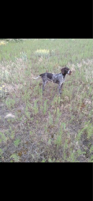 Oddam wyzla niemieckiego