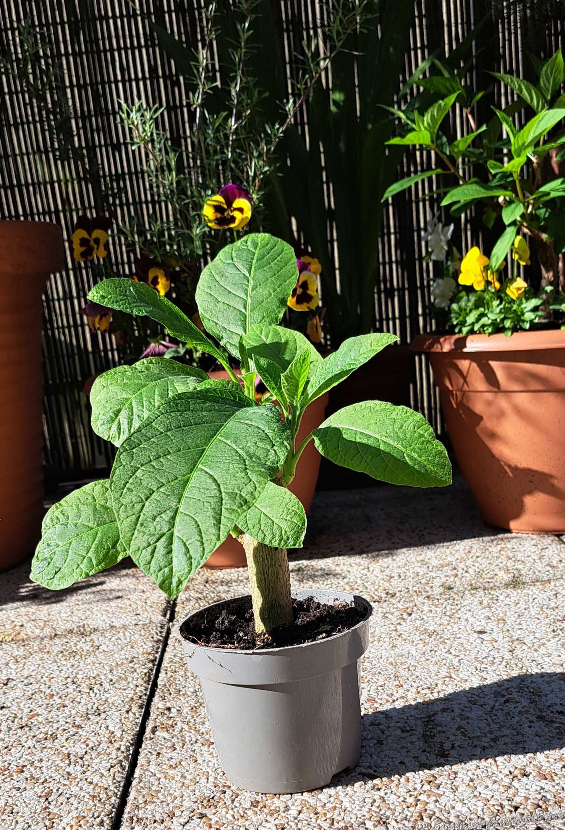 Datura bial̥a, różowa, kremowa, żółta 15-20 cm, 12zł