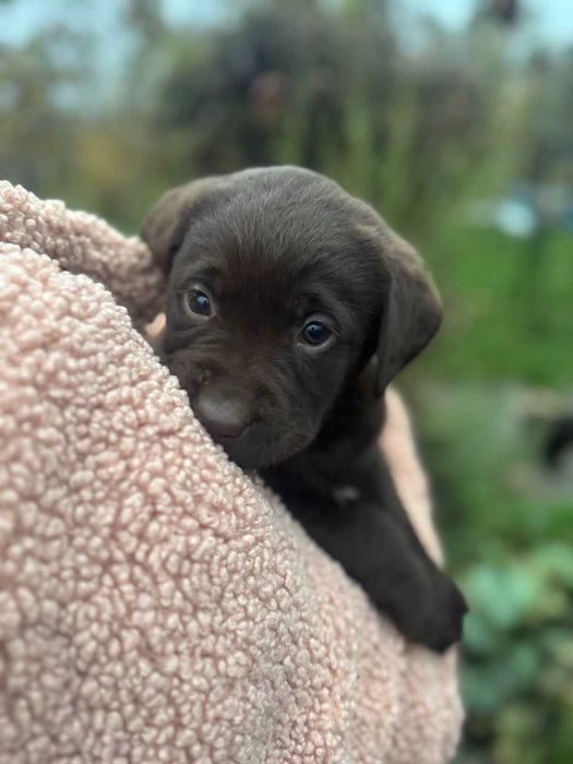 Цуценя Лабрадора