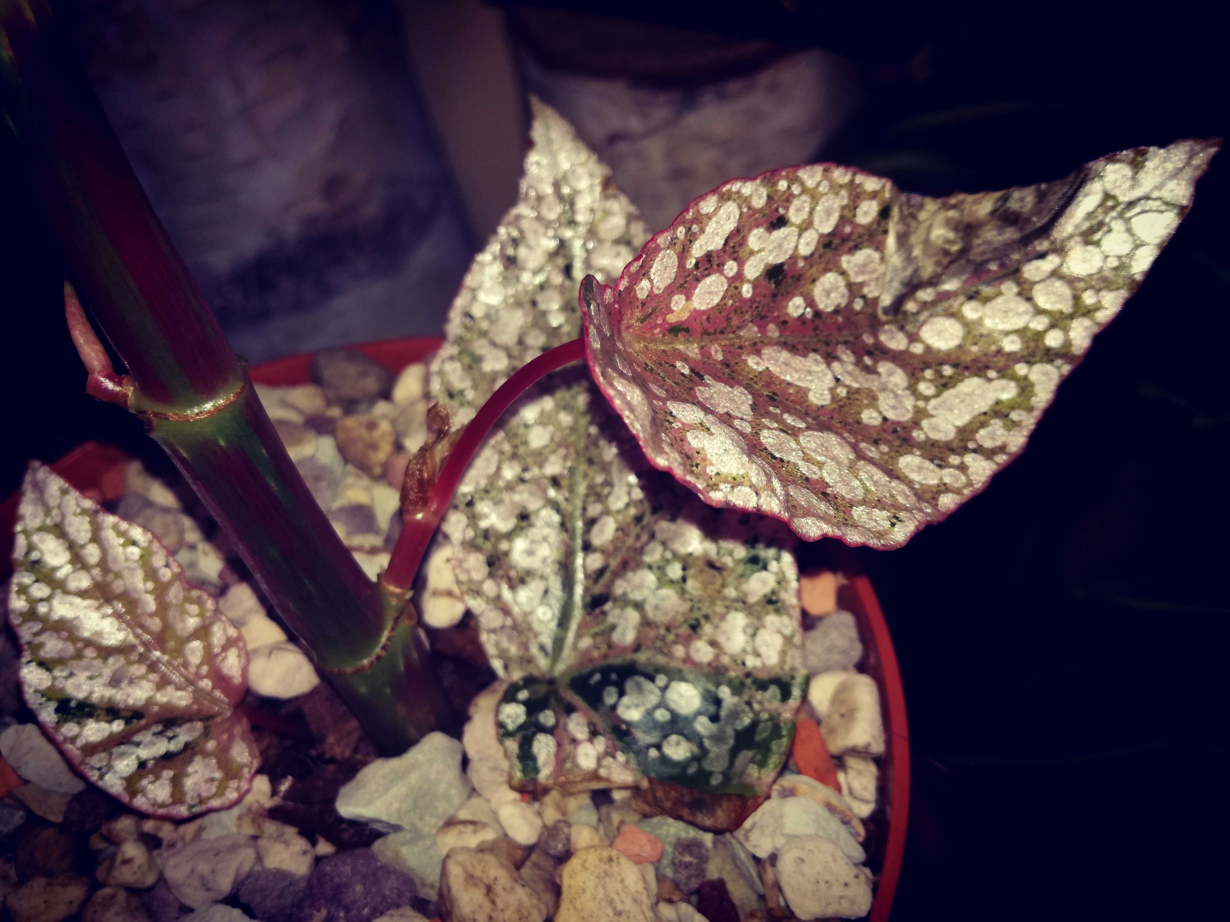 Begonia Snow Capped White Ice Pink Variegata UNIKAT ! monstera philode