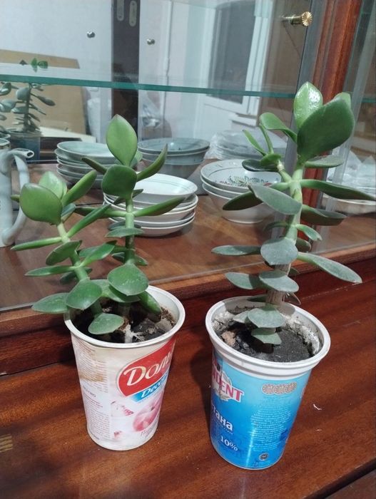 Денежное дерево растение