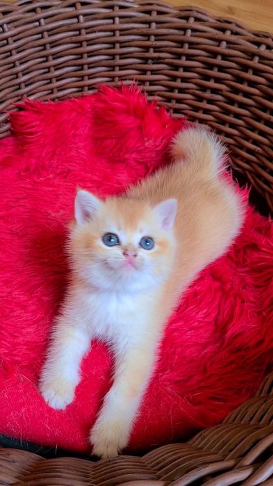 Плюшевые огоньки золотая шиншилла