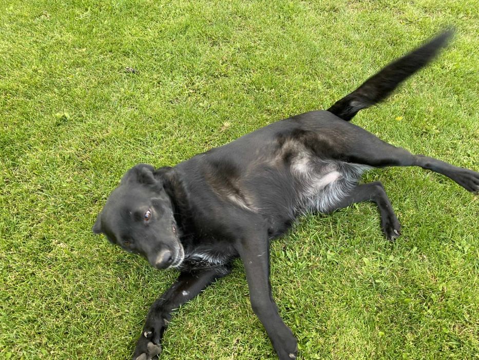 Mucha - delikatna dusza w typie labradora szuka swojego człowieka!