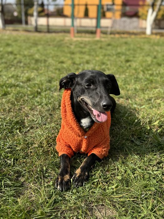 Собачка Пеппа шукає свій новий дім