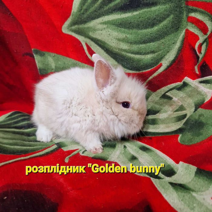 Гарнюній хлопчик шиншилового окрасу