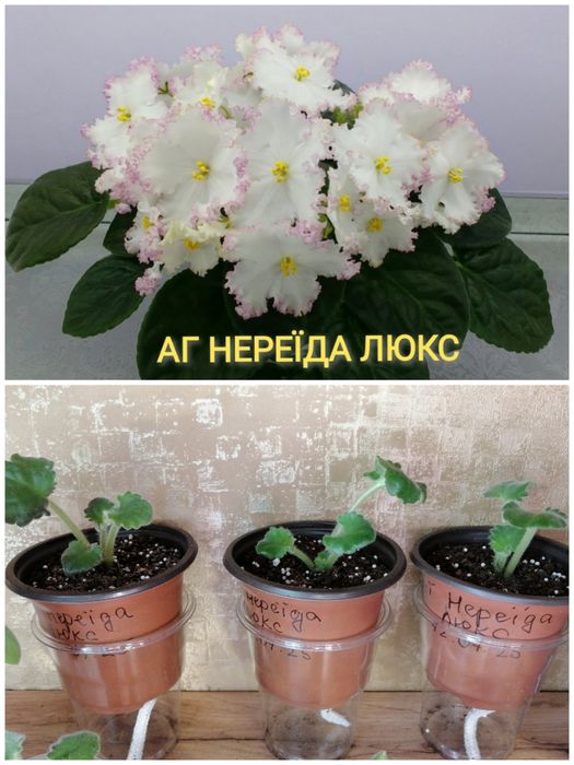 Сортові фіалки (сенполії) — листочки та дітки. Великий вибір! Оновлено