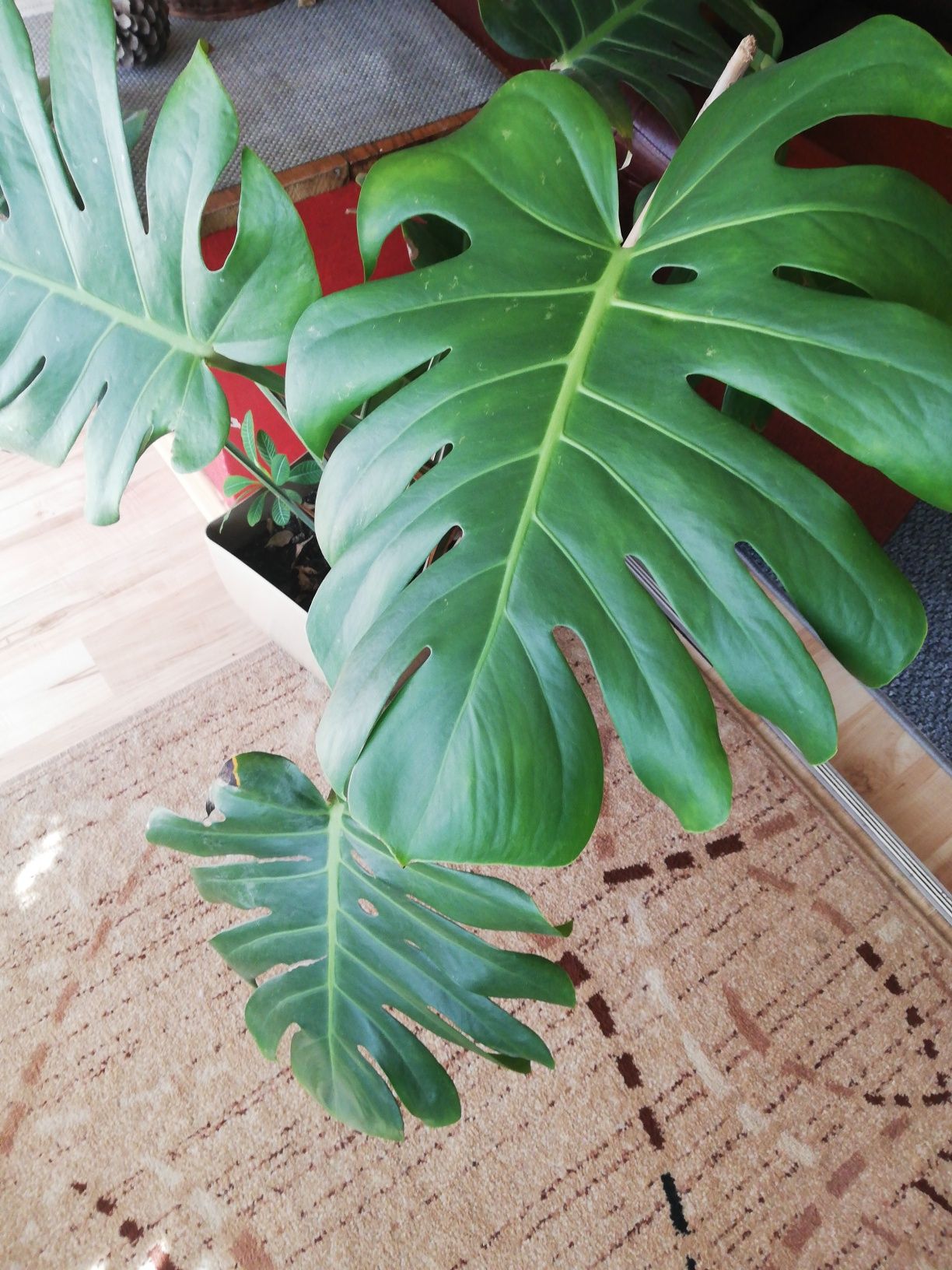 Monstera kwiat duzy okaz