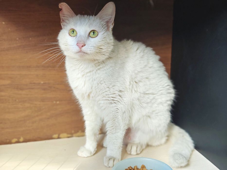 Ніжний котик-подружка красуня Айсі, 1 рік, кішка