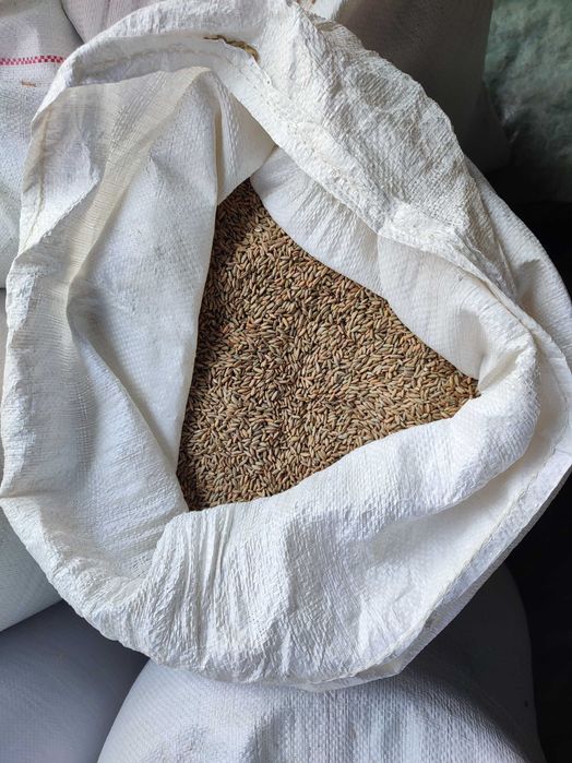 Sprzedam Żyto Kalcyt Czyszczony sezon 2025 ! ! !