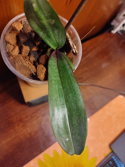 Детка орхидеи Jillion ( Джиллиан)