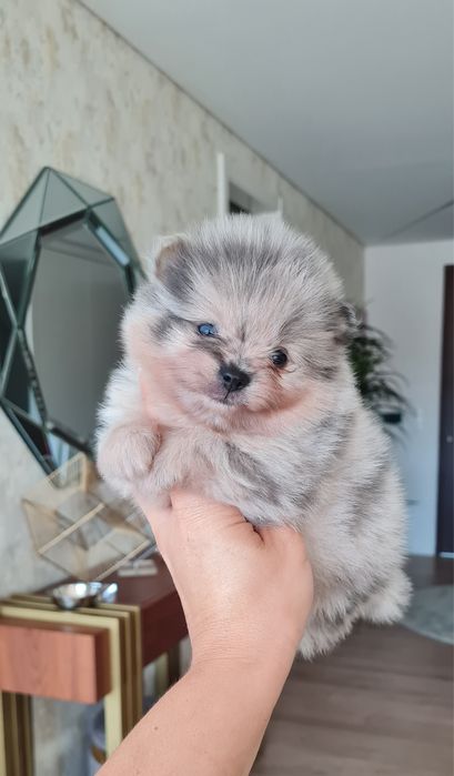 Exuberante Menino Lulu da Pomerânia mini de Qualidade