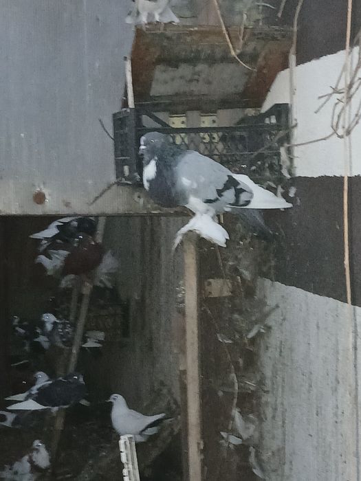 Gołąbki cukrówki i garłacze