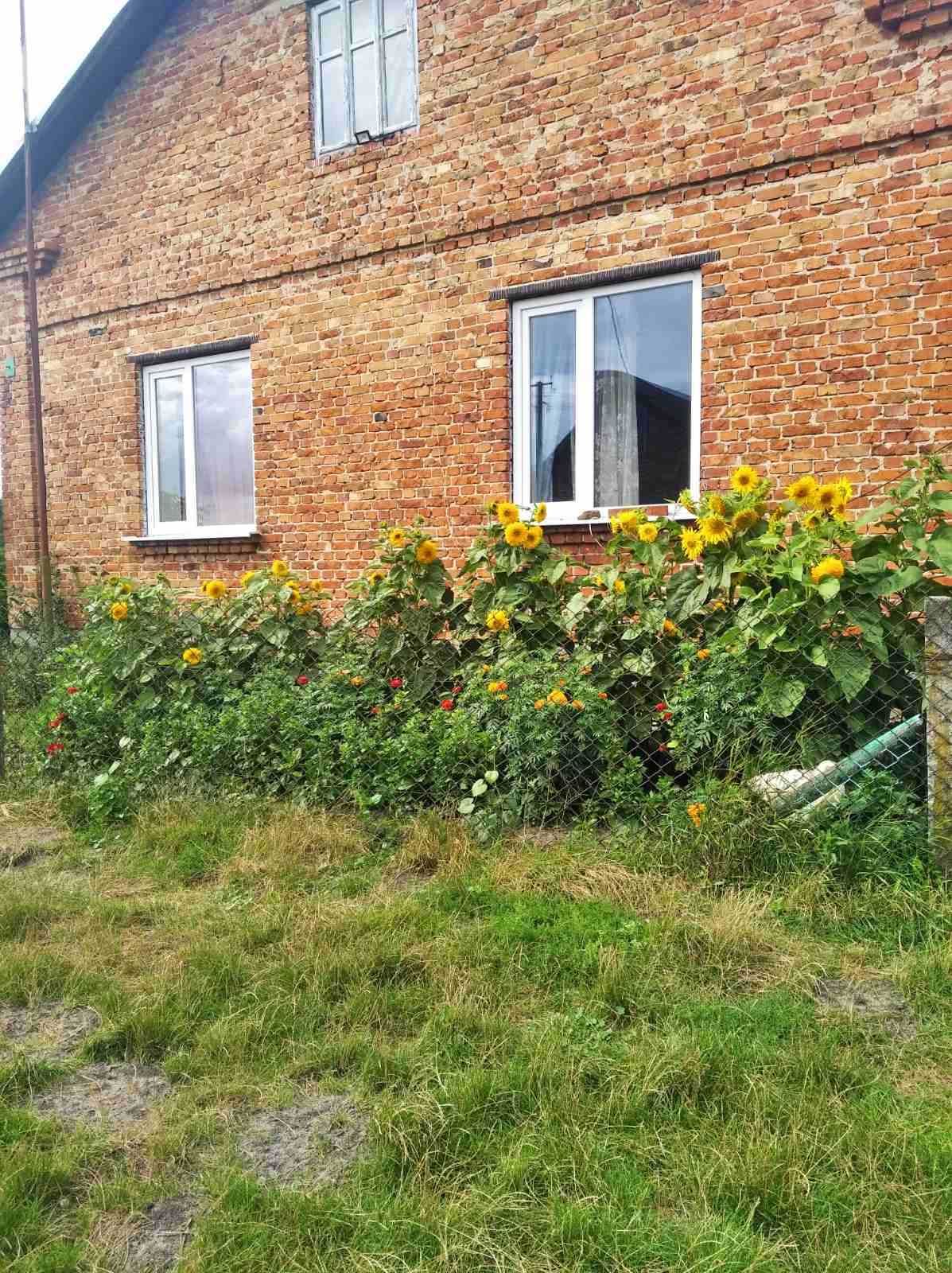 Терміново! Будинок цегляний. С. Новоставці. Березівка Радехівський