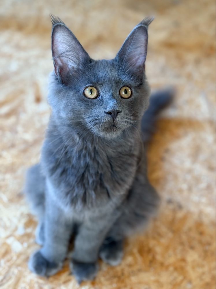 Niebieska koteczka UNA Maine Coon