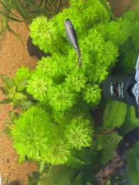 Planta de aquário - limnophila sessiliflora