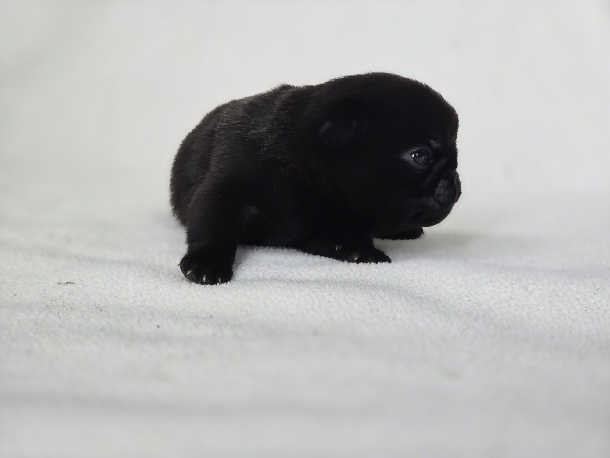 Mops ZKwP chłopak