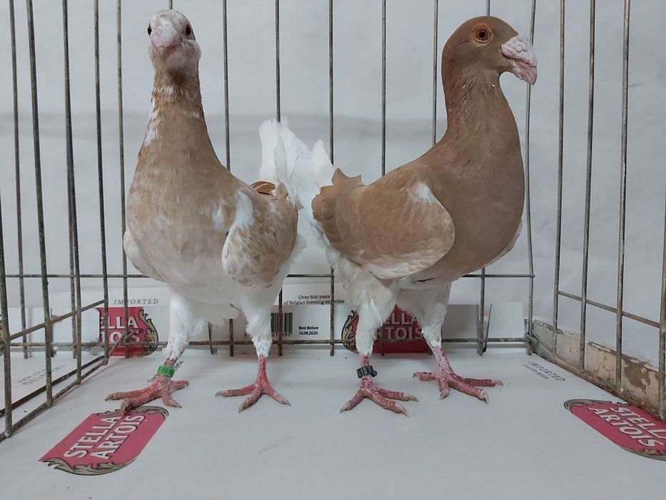 Gołębie Rzeszowskie Żółte