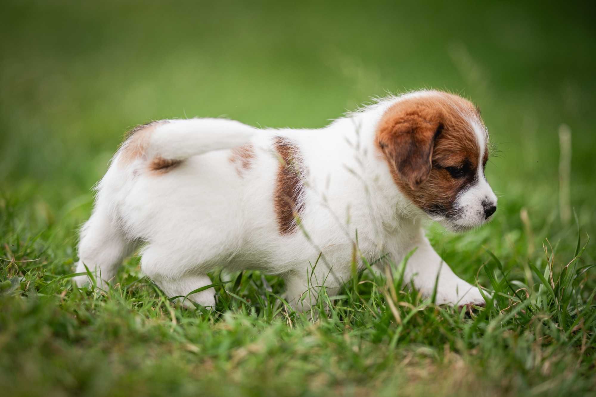 Szczeniak Piesek Jack Russell Terrier ZKwP FCI