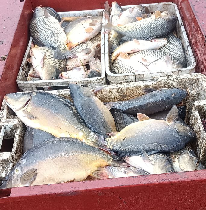 Karp tołpyga amur karaś handlowka