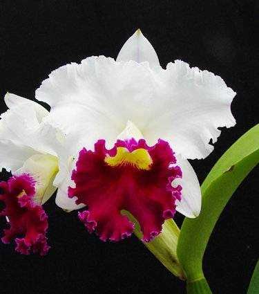 Орхидея Каттлея (Cattleya White with Red lip).