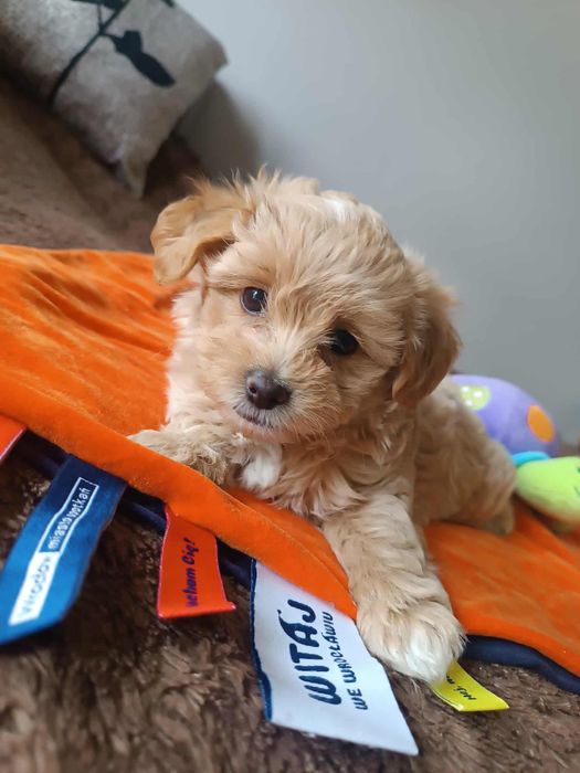 Uroczy szczeniak Maltipoo