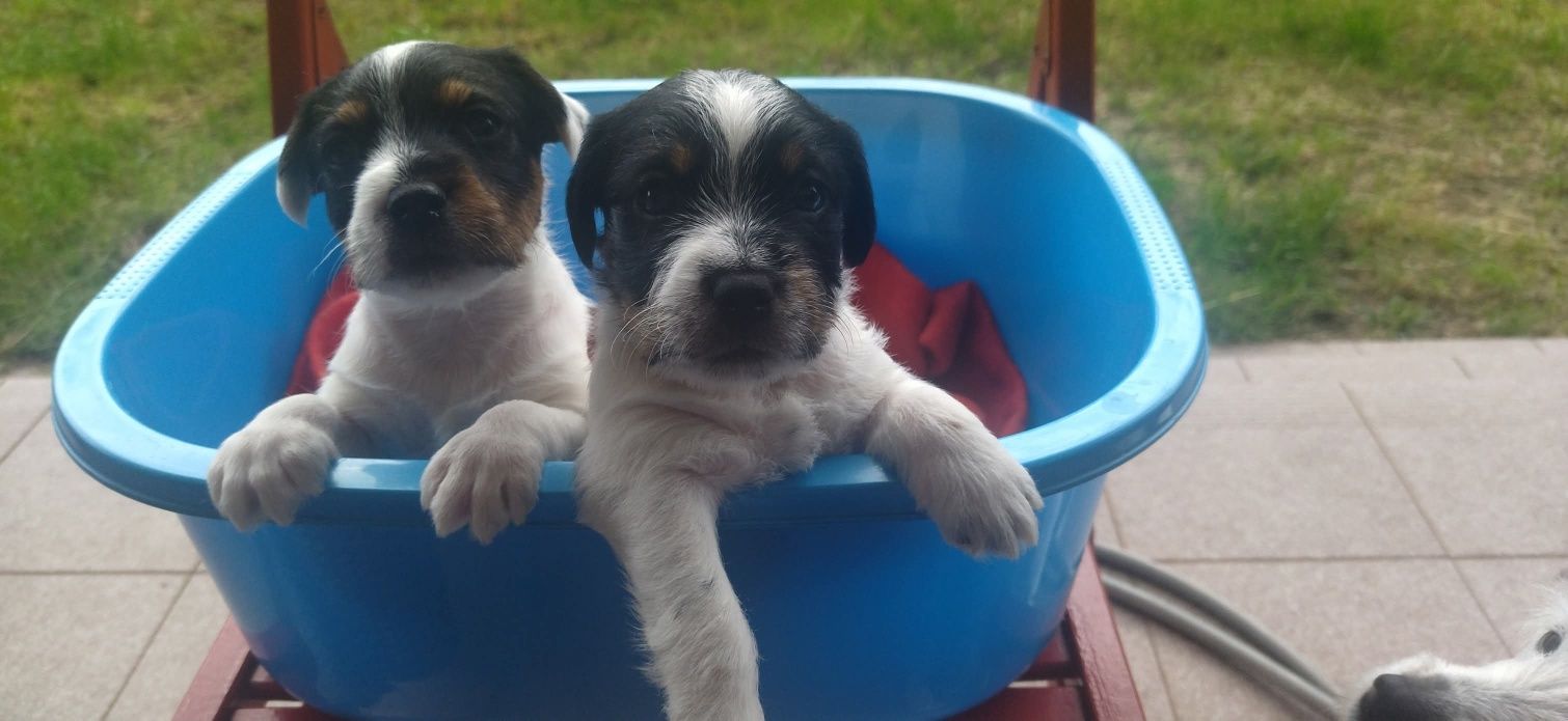 Parson Russell Terrier