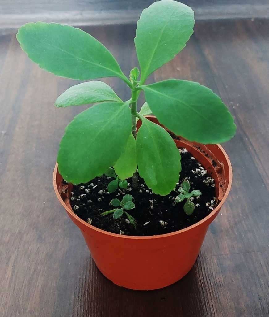 Żyworodka Kalanchoe pierzasta 19 cm z zaszczepkami - Cud w doniczce