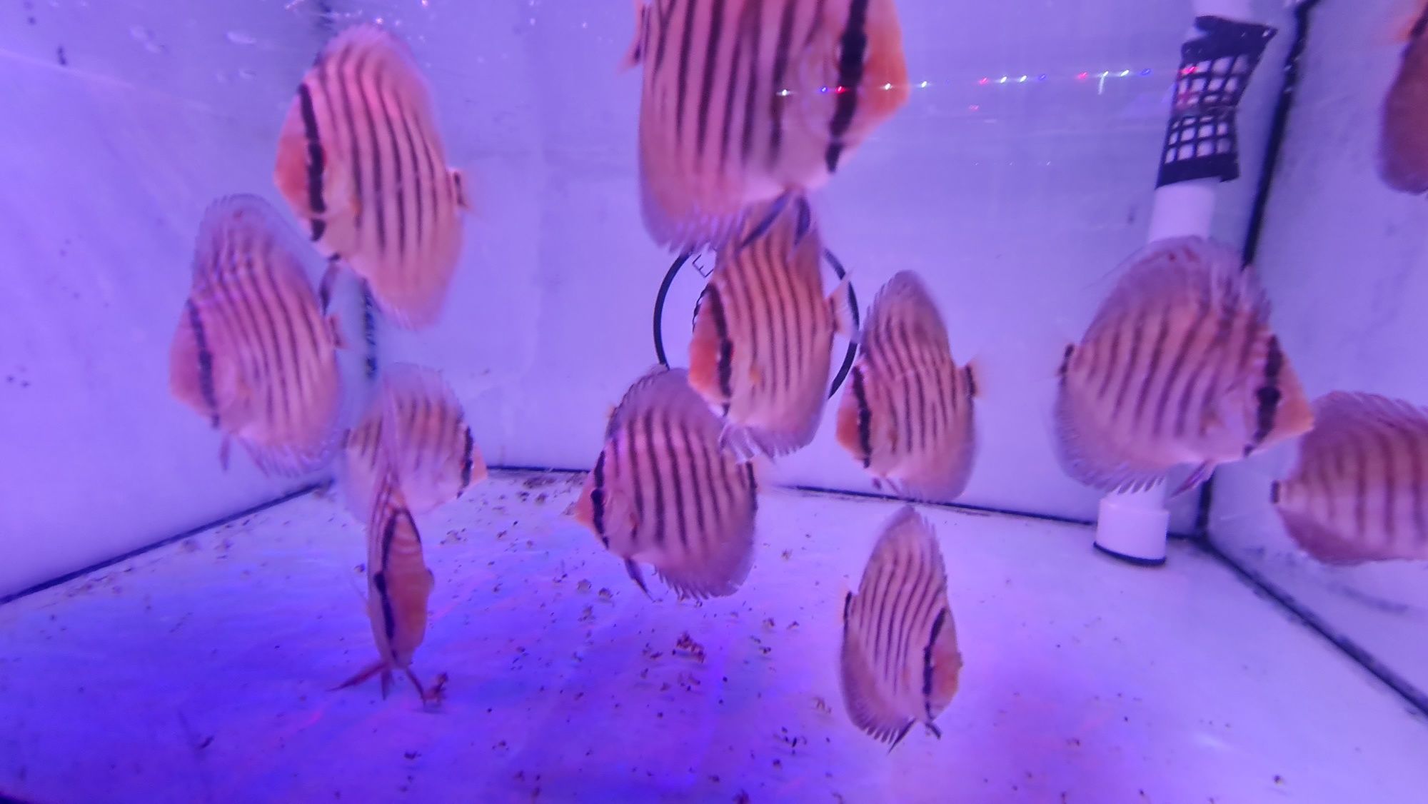 Dyskowce Paletki Red Turquoise x Red Spotted Green   Piwowarski
