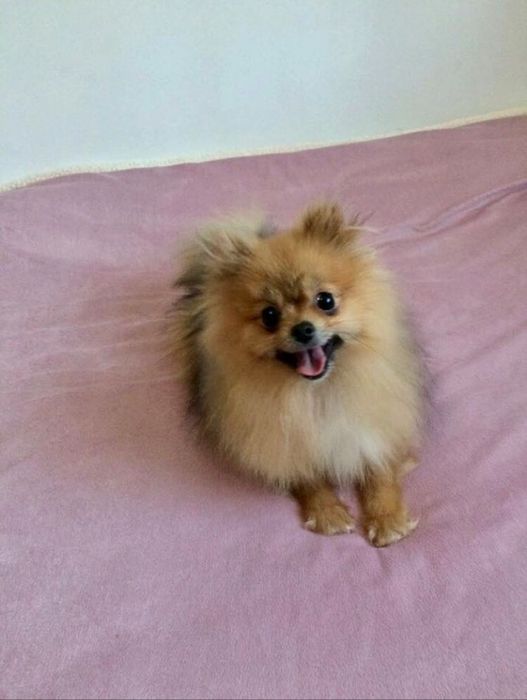 Lulu da Pomerânia Mini Olhos verdes