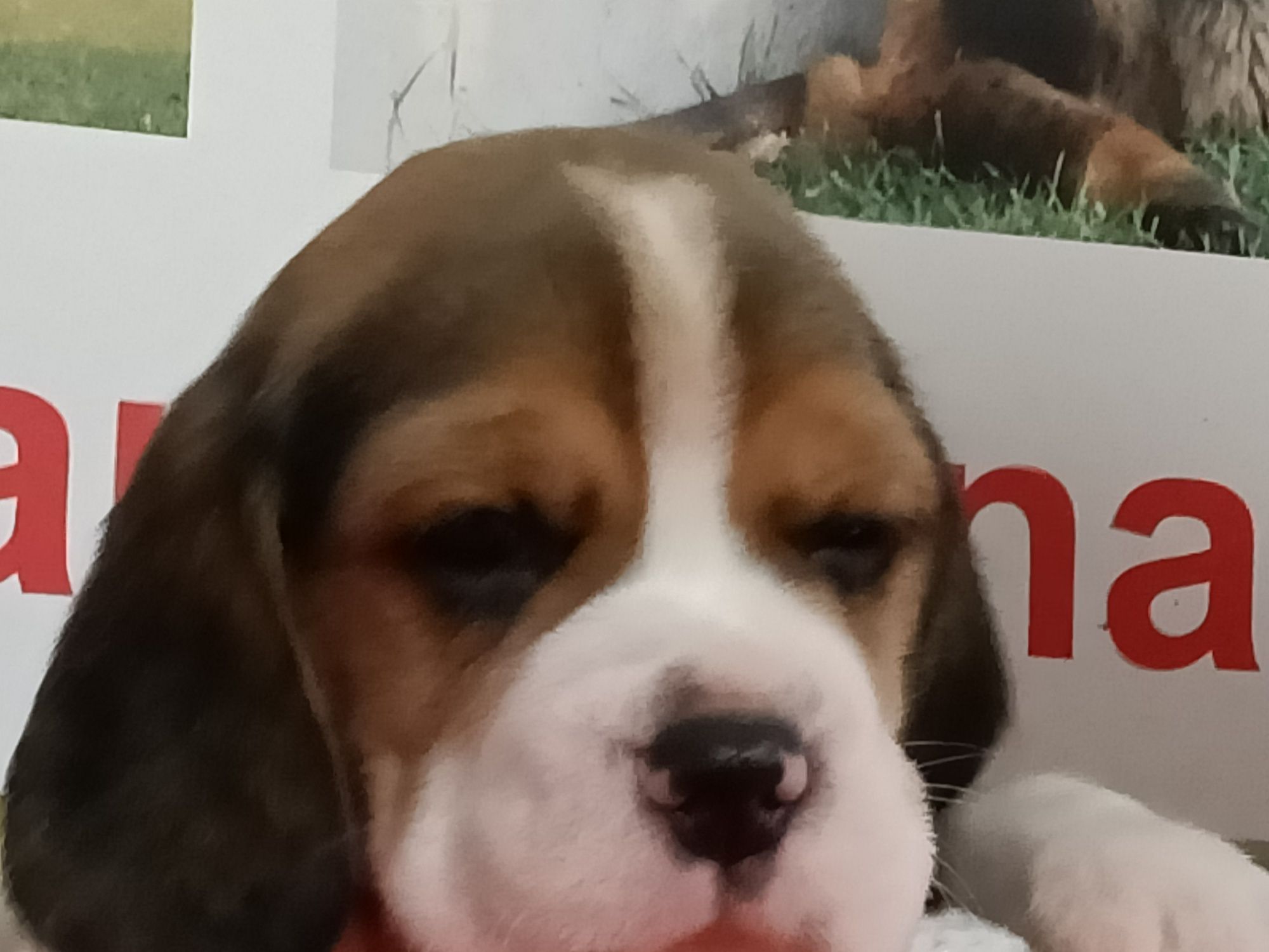 Cachorro Beagle Com Lop