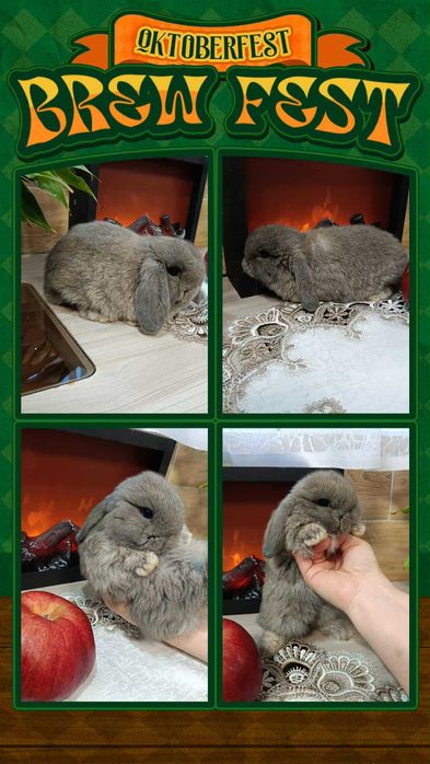 Mini Lopy baranki królik karzełek .Hodowla zarejestrowana KZHK