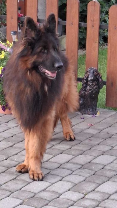 owczarek  niemiecki suczka