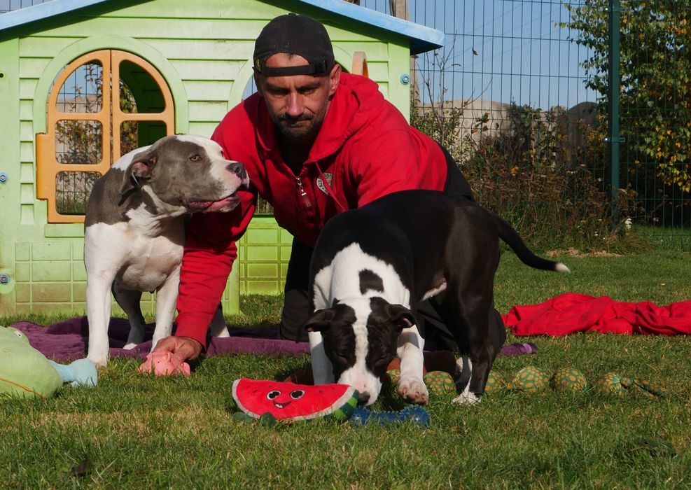 American Staffordshire Terrier ZKwP Amstaff FCI czarna suczka WALKIRIA