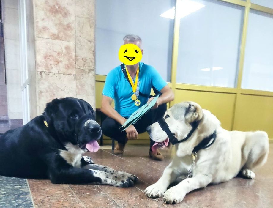 Цуценята САО(алабай) Середньоазіатська вівчарка