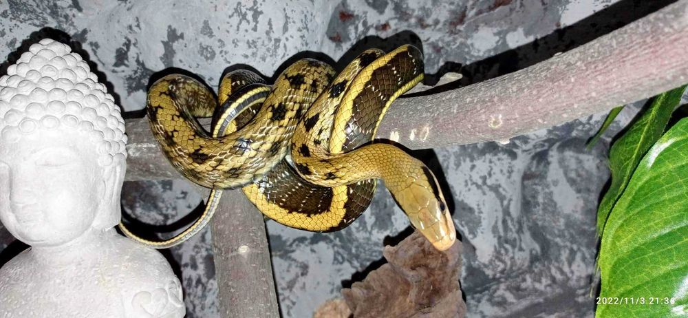 Wąż tajwański samiec