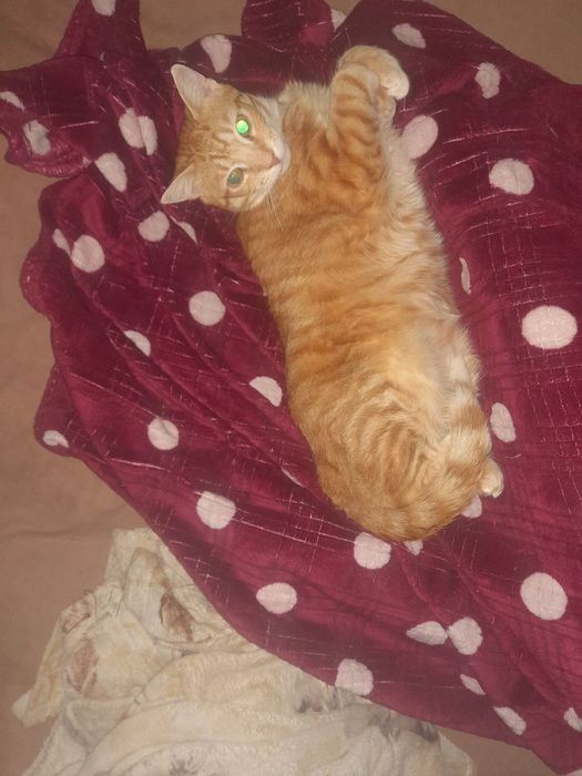 В хорошие руки. 4 года, мальчик. Кастрированный, к лотку приучен.