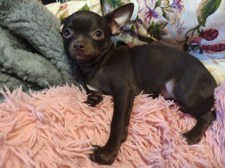 Śliczny piesek Chihuahua gorzka czekolada. Rodowód 4 pokolenia