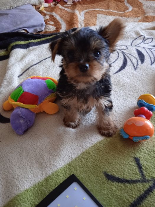 Очень активные щеночки породы Йоркширский терьер