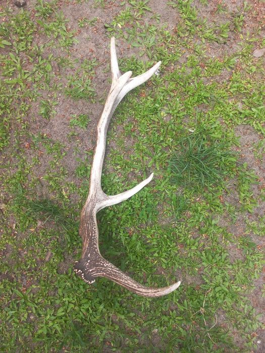 Роги оленя,оленьи рога