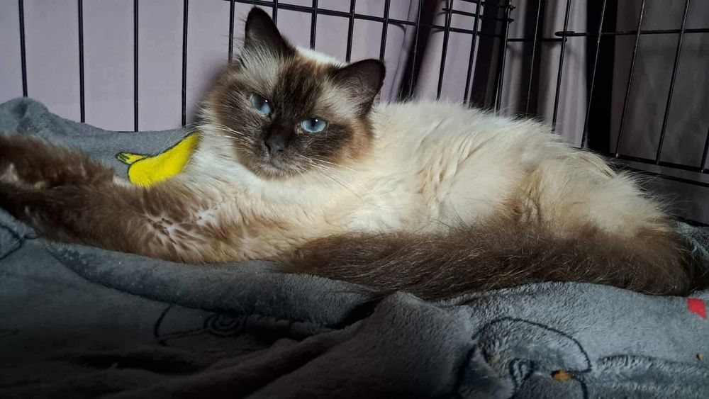 Pokochaj kotkę HERMIONĘ