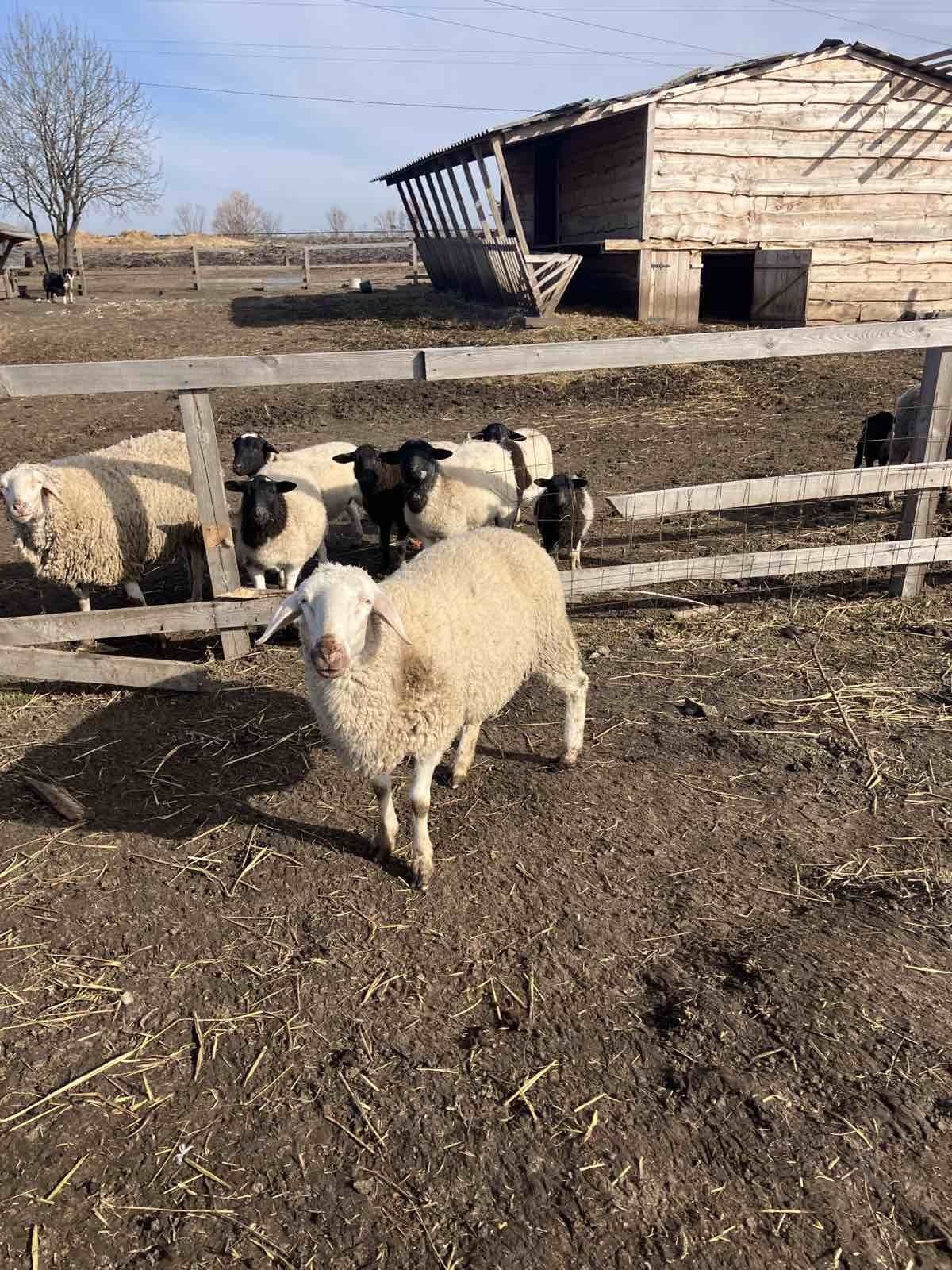Продам Вівці вівці породи Меріонлоншафт