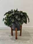 Peperomia watermelon // planta interior