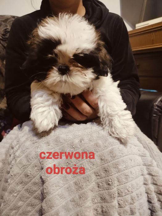 Piękna suczka gotowa na zamianę domu