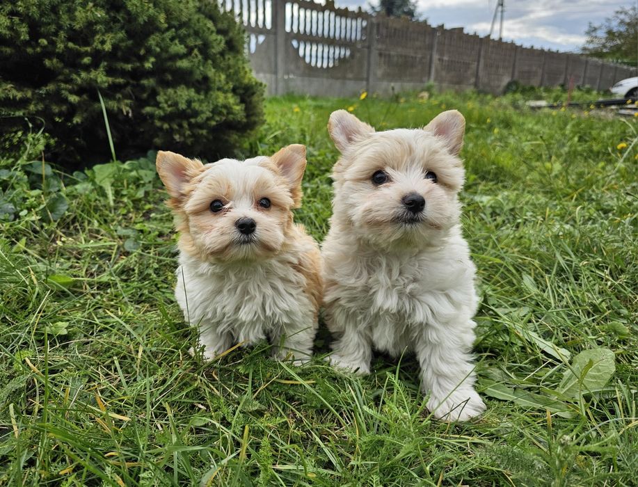 Yorkshire terrier golddust szczeniak piesek york zloty